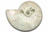 Silver Iridescent Ammonite (Cleoniceras) Fossil - Madagascar #345594-1